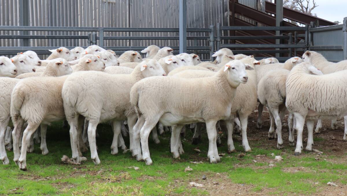 Aussie White prime lambs 14 to 16 weeks old. Photo: supplied