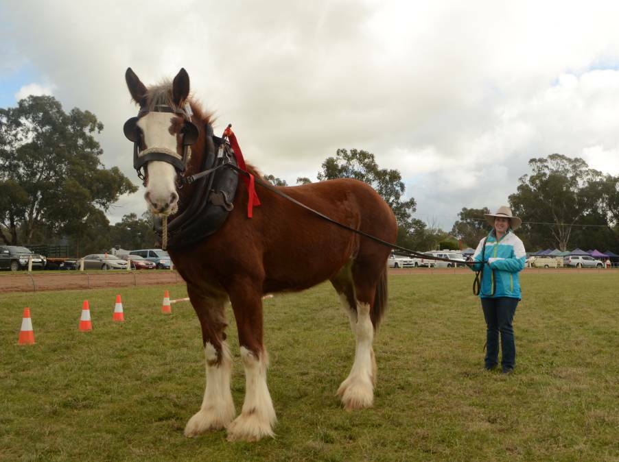 Elise Insixiengmay from Murrumbateman competing at the 2016 Ganmain Show with her four year Clydesdale mare, Vollo Tonia.
