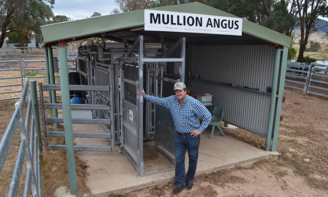 In his new set of cattle yards which feature an air-compressed crush and three-way draft, Andrew Ledger, "Mullion Angus", Yass, has no regrets about changing over to breeding Angus, replacing the tradition superfine Merino flock.