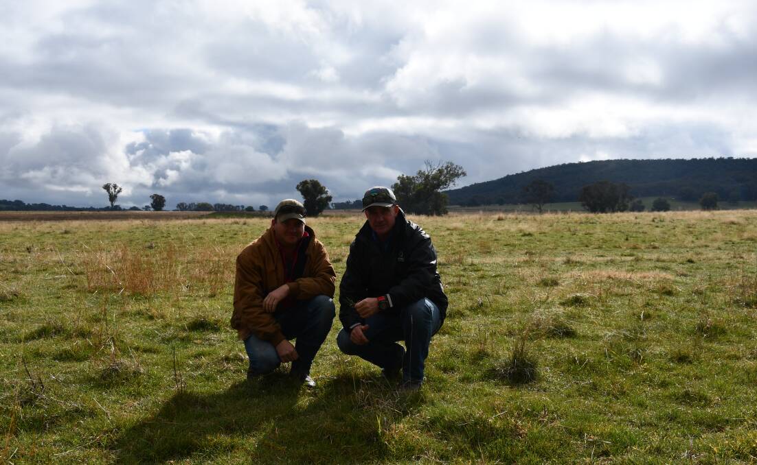 Nick McRae with Basil Doonan looking at Phalaris-based improved pastures on Yeronga, Mangoplah.
