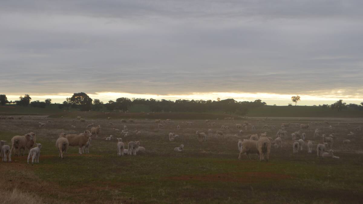 Culling passengers and retaining performers - a ewe strategy to increase reproduction rates by taking non-performers out of the flock. The process of identifying those dry-twice ewes is easy and dividends can be abundant.
