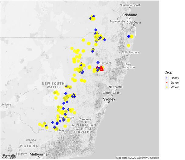 Distribution of winter cereal survey sites across the northern region in 2019. Grpahic: GRDC
