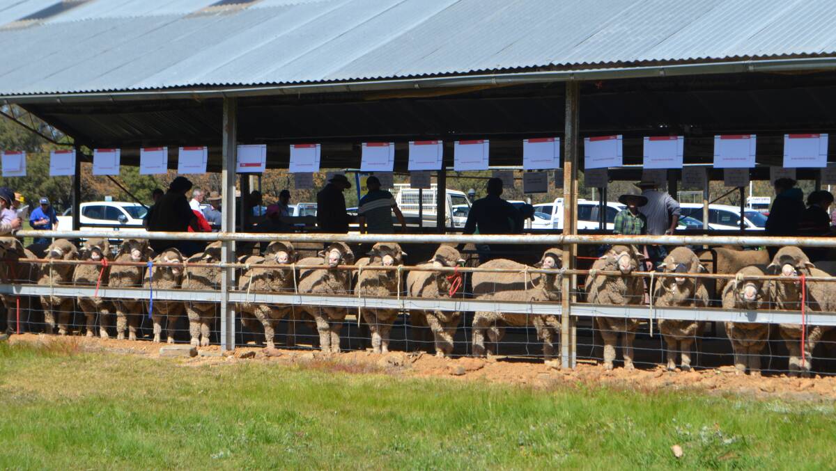 Poll Merino rams offered for sale during the annual Eastern Riverina Poll Merino ram sale.