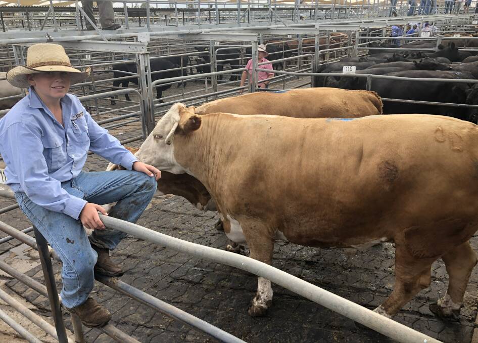 Joe Sinclair, son of agent Scott Sinclair, Richardson and Sinclair, Dubbo, with two heavy bullocks which sold for 238.2c/kg at Dubbo last Thursday. Photo: Rebecca Sharpe