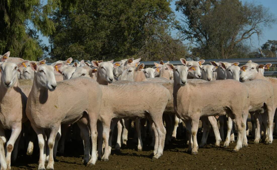 $uperBorder$ at Gleneith - the modern maternal dam for the prime lamb industry. Photo: Brett Tindal