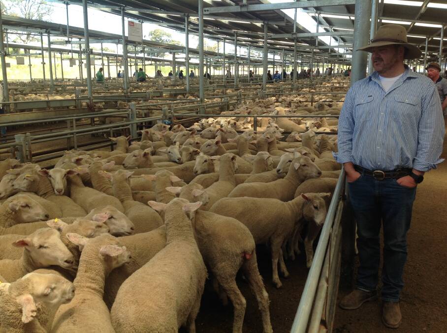 Patrick Kelly, Wiregrass Pastoral Co., Boorowa, with his pen of 159 first-cross ewe lambs sold for $290. 
