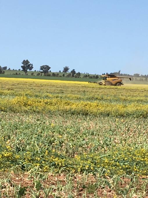 Windrowing canola with his header, Wes Kember is preparing the crop to be super conditioned before it is pressed into large bales of hay.