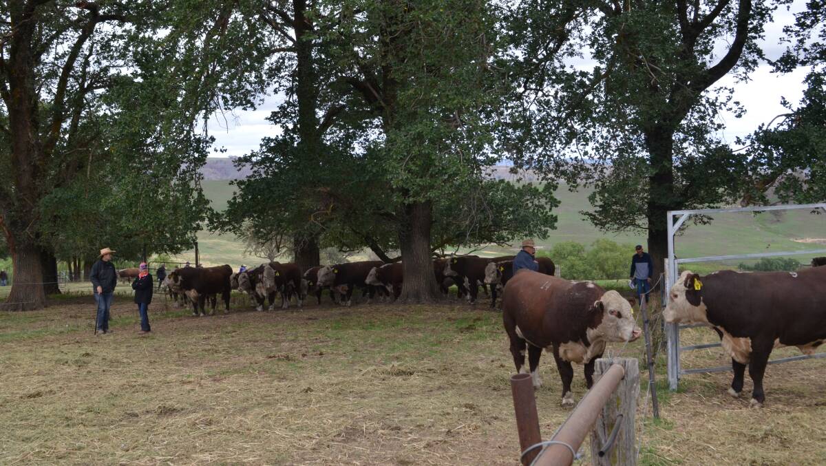 A selection of the Poll Hereford bulls on offer at Yavenvale, Adelong being assessed prior to the auction sale.