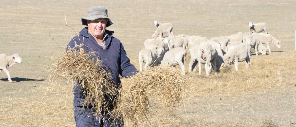Peter Moore, checking on the quality of the round bale silage, made from a mix of cocksfoot and lucerne which was put into the silage pit in 2015. It is being fed to mixed age ewes.