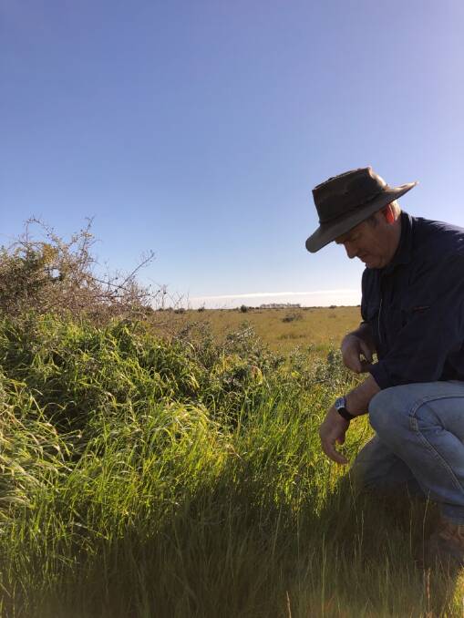 Good start: Colin McCrabb looking over the pasture growth in the bush country on Avenel, Wanganella. Photo: Colin McCrabb