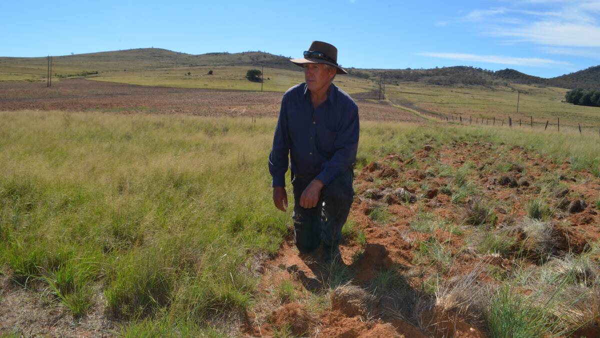 David Goggin showing the African Lovegrass infestation of a rocky outcrop his paddock, and in the background can be seen the arable section prepared for sowing with oats when it rains. 