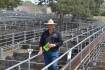 Restockers pay to $2800 at Premier Angus sale