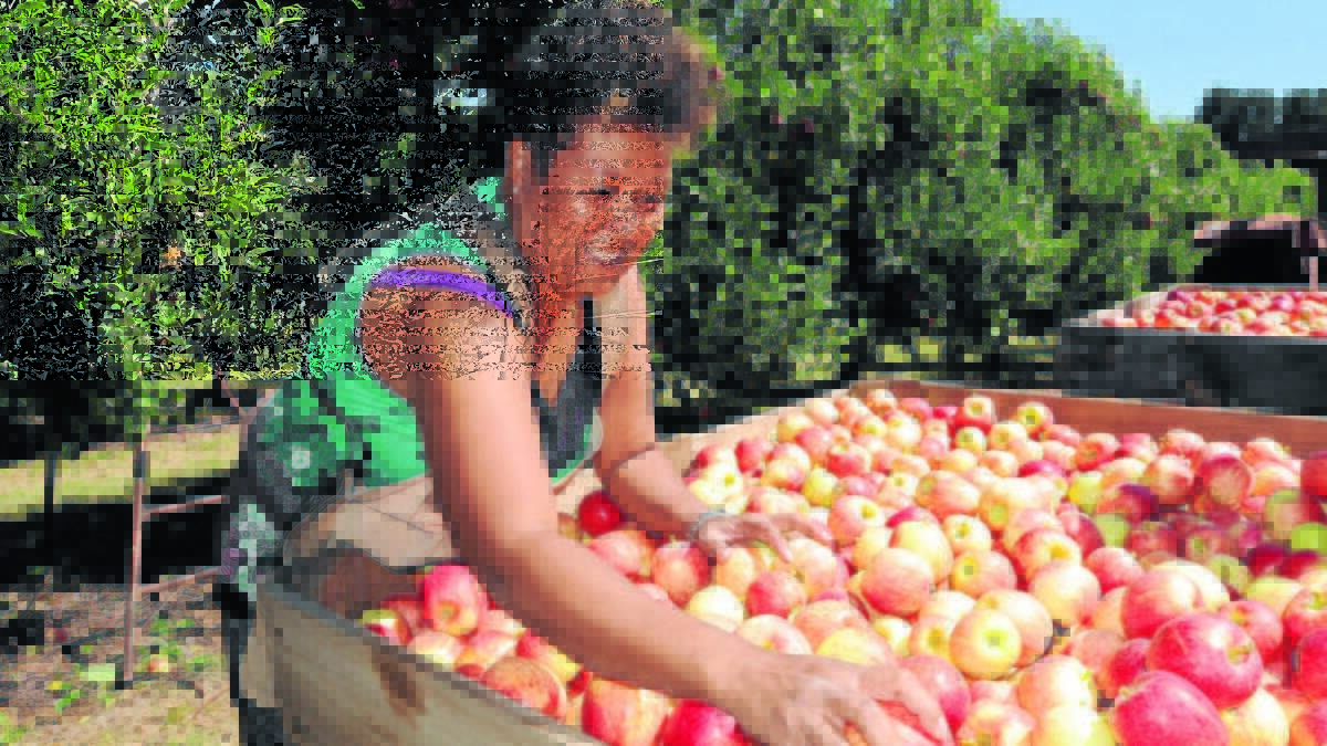 Workers from overseas fill the gap at harvest. Photo: Farm Weekly 