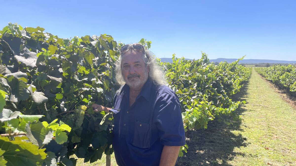 Bob Berton, Berton Vineyards, Yenda, checking his Chardonnay grapes on the point of picking at the end of January.