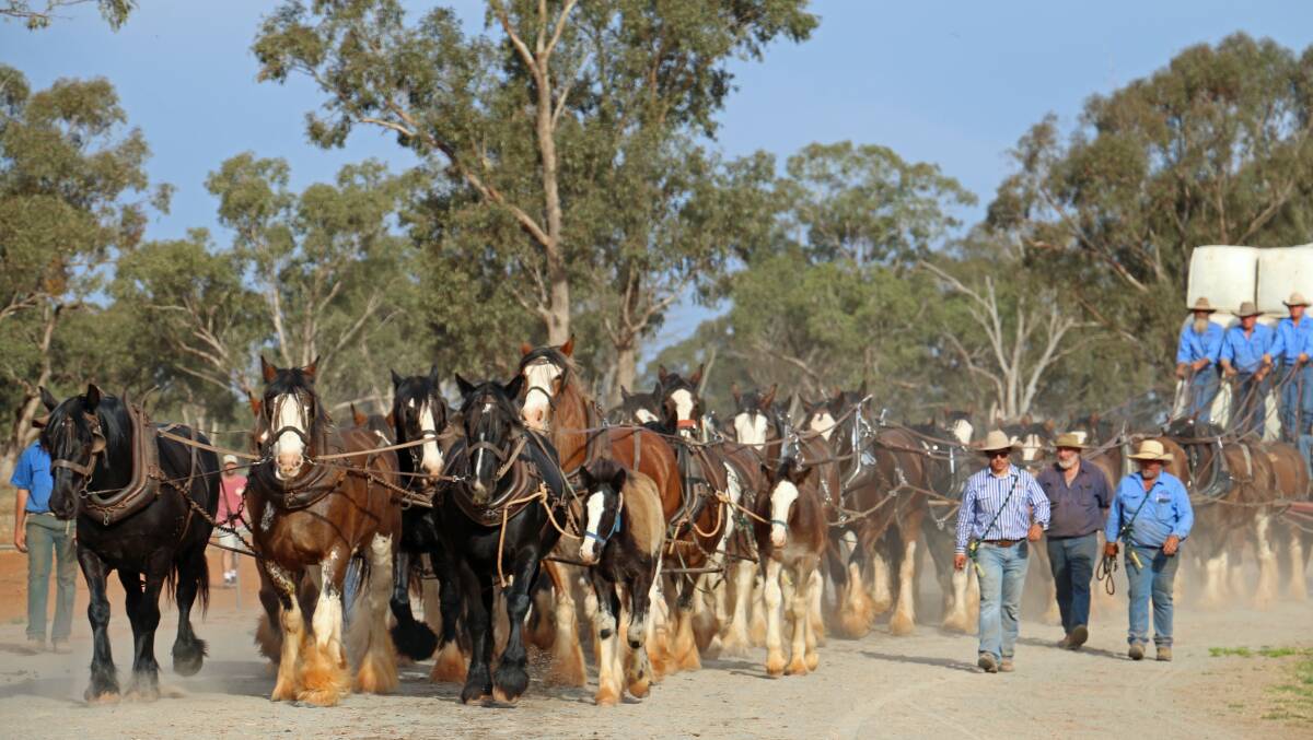 Working Clydesdales: The 2021 Good Old Days Festival at Barellan has been rescheduled to October 1-2, 2022. Photo: supplied
