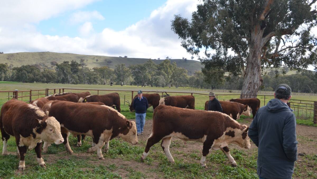 On the opening day of the Southern Beef Week, beef producers were taking advantage of the opportunity to inspect bulls which are available for on-property sales.