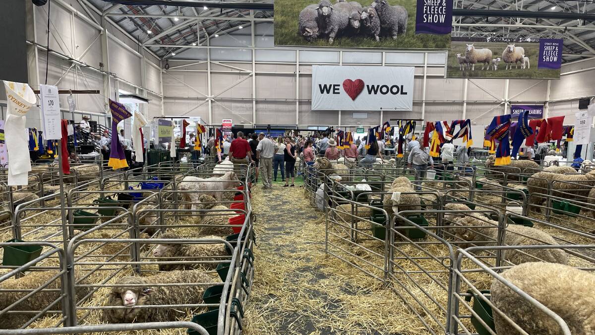 Merino sheep resting after the two days of competition at the 2022 Sydney Royal Merino Sheep Show in the Cox Pavilion.