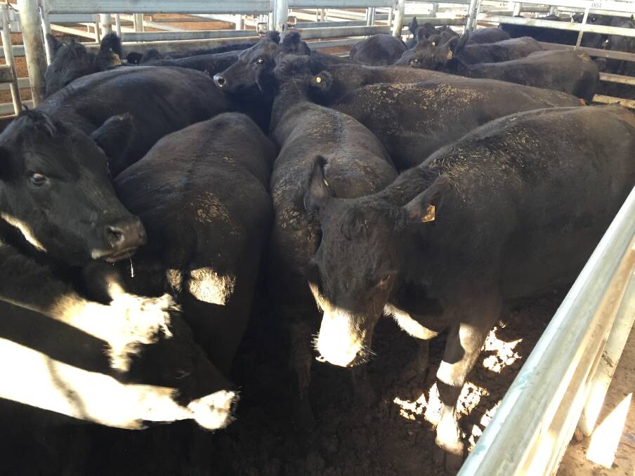 13 Angus cows 9-10 years PTIC Bannaby Angus bulls sold for $2280. 