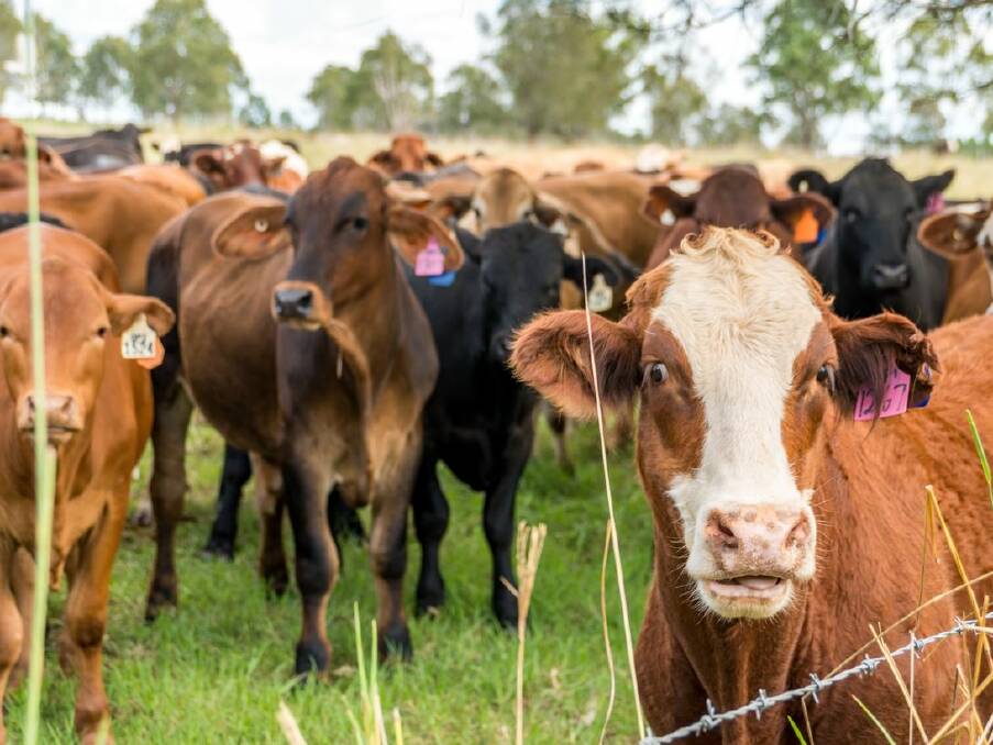 NSW DPI to present livestock, soil and pasture research as part of the Graham Centre Livestock Forum on 30 July 2021. Photo: NSW DPI
