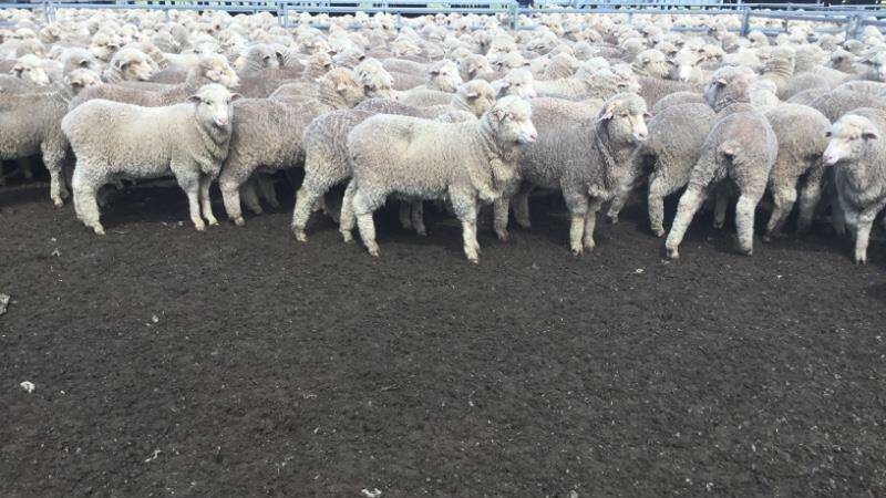 May/June drop, unshorn wethers weighing 43kg sold to $144 at the annual sheep sale account T.A Field Estates, Wyvern Station, Carrathool. Photo: AuctionsPlus