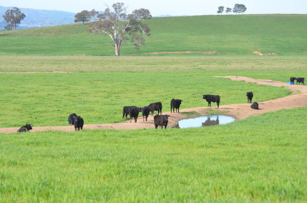 Set stocking or rotational grazing? - that is the question.