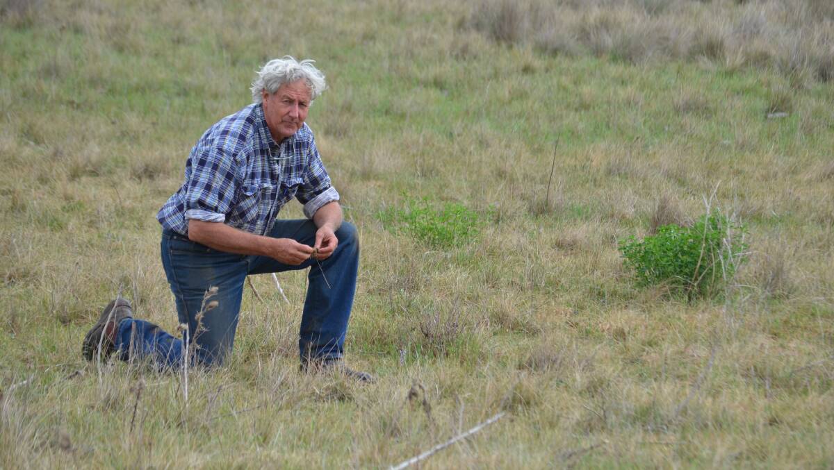 Charlie Massy, "Severn Park", Cooma in a paddock three weeks after it had been grazed and showing tremendous regrowth of native species among remnant improved pasture species and volunteer lucerne. 
