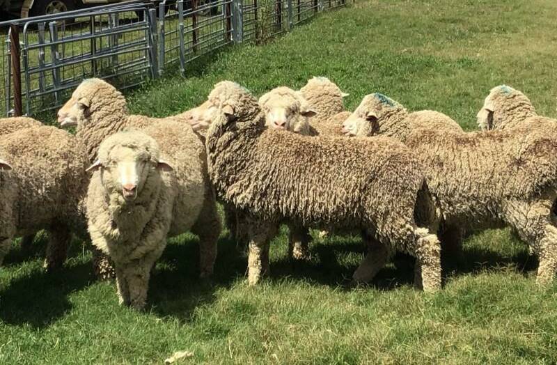 Merryville stud Poll Merino ewes sold for $174. Photo: AuctionsPlus