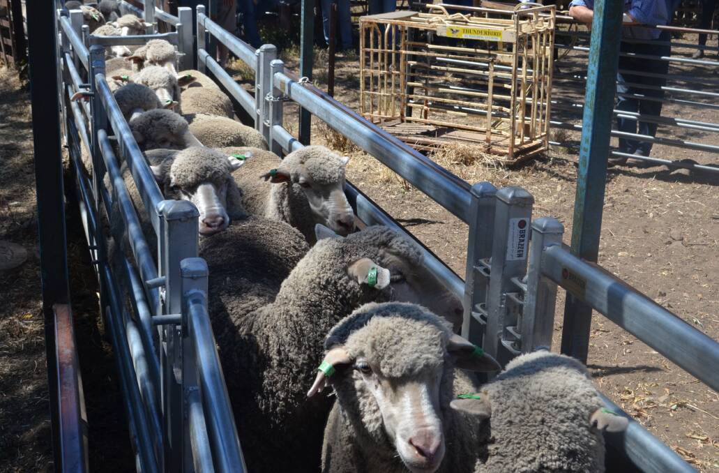 Clean headed but productive Merino ewes at Binda.