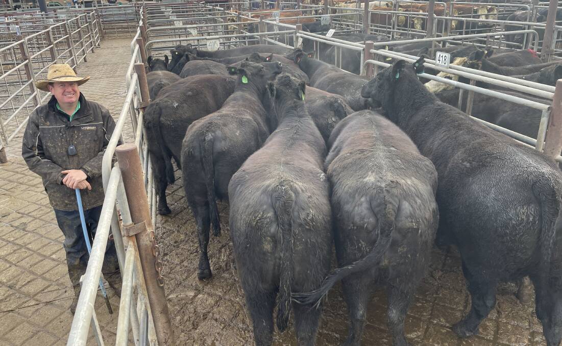Peter Cabot, Nutrien Wagga Wagga, with 19 Angus cows weighing 679kg sold by RN and SL Pollard, Ladysmith, for $1628 at Wagga Wagga on Monday. Picture by Stephen Burns.