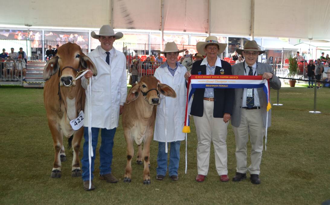 Grand champion female: Rosetta Dee, led by Sam Parrish her calf led by Chelsea Oeacock with judge Wendy Cole and Dr George Jacobs, Mogul Brahman, Casino sponsor of award. 