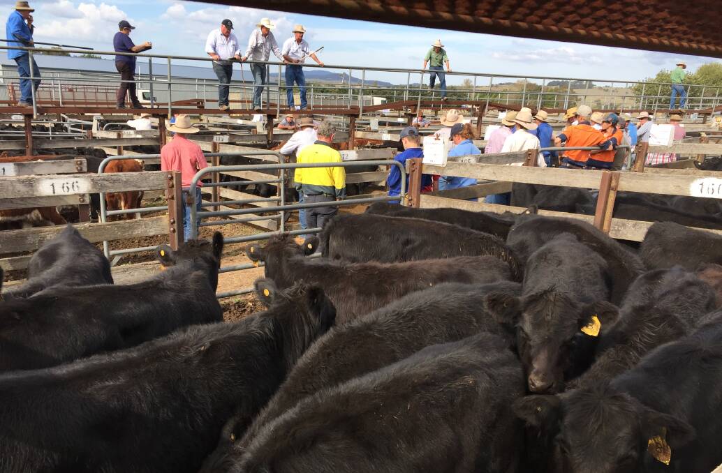 Top quality cattle being sold during the autumn weaner sale at Braidwood
