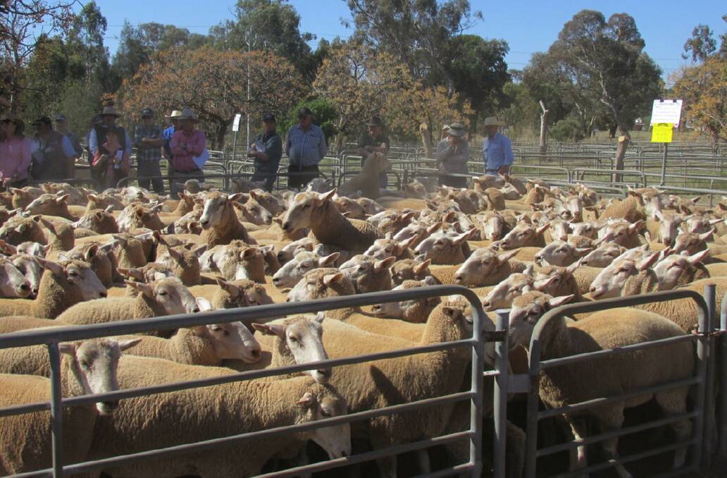 Pen of 220 June/July 2017 drop ewes by Gleneith Super Borders sold for $316 to lamb producer from Coleambally. Photo by Wes Kember.