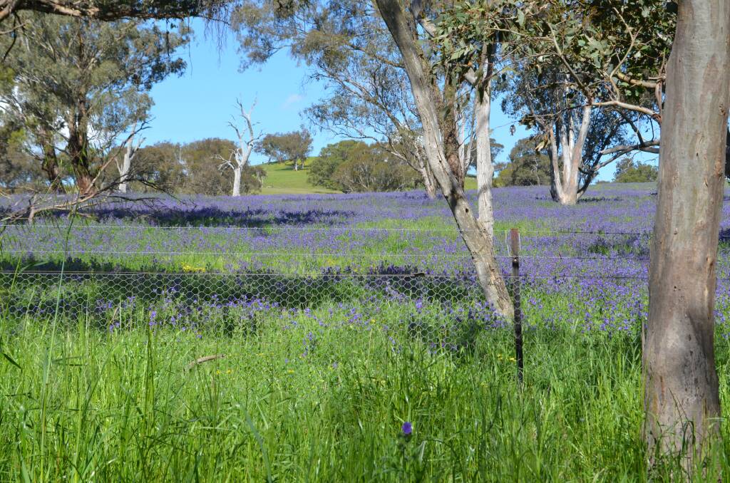 'Pretty' purple paddocks somewhere in the south-west slopes.