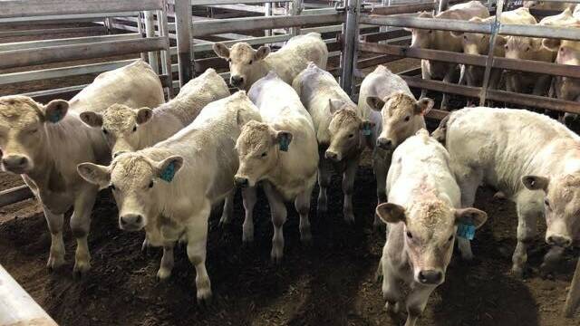 Nine Charolais calves with their dams sold for $3700. Photo: AuctionsPlus