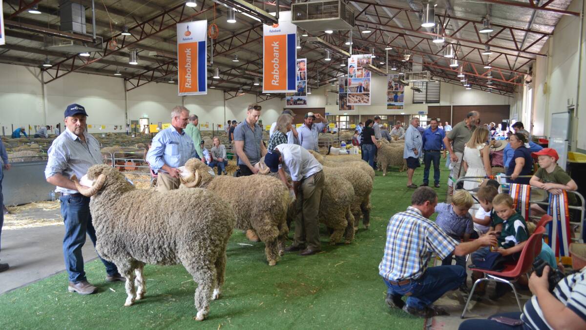 Stuart McBurnie, Weealla and Raby studs, Balladoran judging the medium strong wool two-tooth March-shorn ram class.