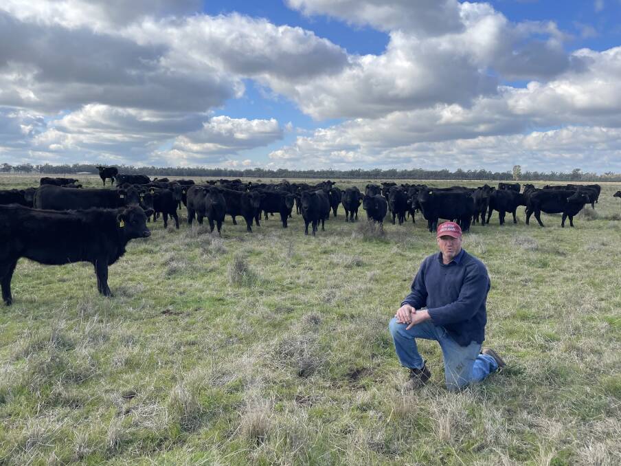 Michael Gooden, Willowlee, Sandigo near Narrandera, checking the health of his pasture onto which his cattle have just been moved.