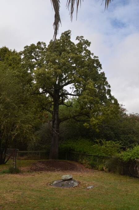 A Kurrajong tree in the garden at "Severn Park", Cooma. It is the last of seven and is estimated at being over 400 years old. It is also thought the four trees were deliberately planted by an indigenous tribe, as they aren't specific to the high and cold Monaro.  