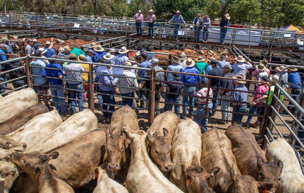Unjoined Murray Grey heifers 15 to 16 months, 433kg, sold for $10700 a head at Corryong last week. Photo: Justin Costello