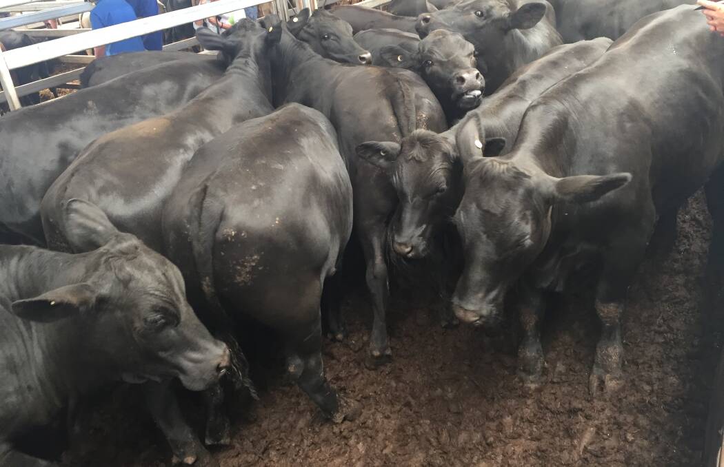Well finished trade weight steers were in limited supply at Northern Victorian Livestock Exchange, Wodonga, this week.