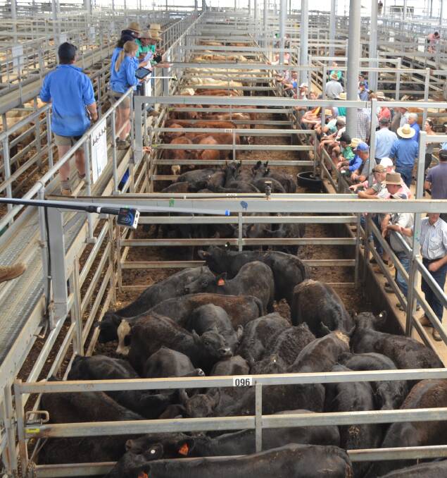 Wodonga cattle sale before COVID-19 lockdown.
