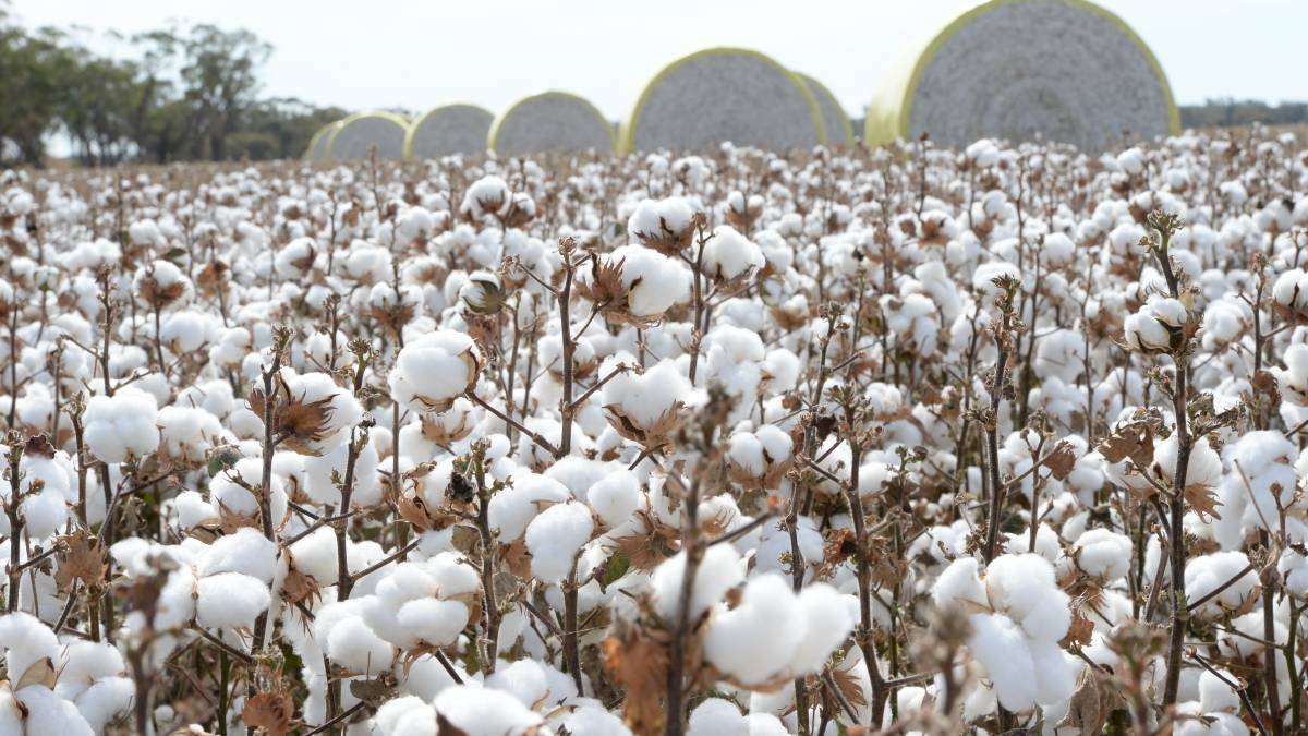Cotton Australia CEO Adam Kay says the assistance package is a boost for drought-affected cotton growers in NSW.
