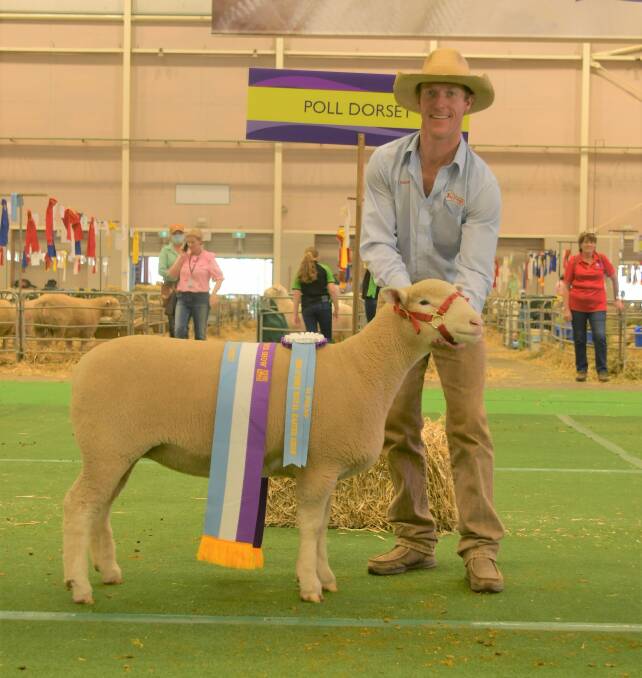James Gilmore, Tattykeel Poll Dorset stud, Oberon, parades the supreme prime lamb exhibit during the 2022 Sydney Royal Meat and Dual Purpose Breed Sheep Show. 