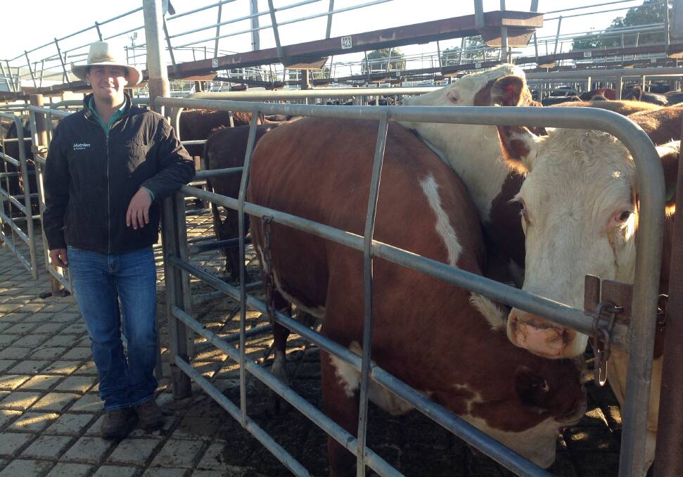 Shannon Wicks, Nutrien, Wagga Wagga, with pen of six Hereford cows weighing 831kg sold for $3132.87, on a strong market.
