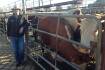 Heavy cows meeting keen demand