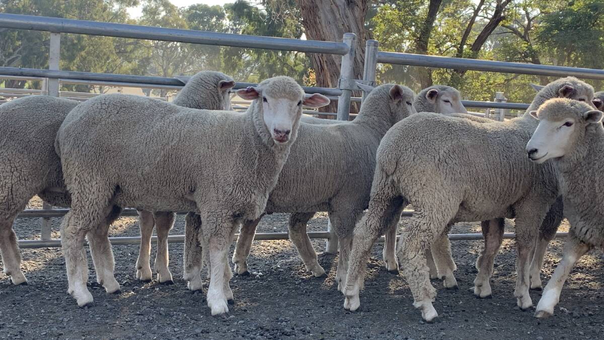 Lambs sold to benefit RAS Foundation