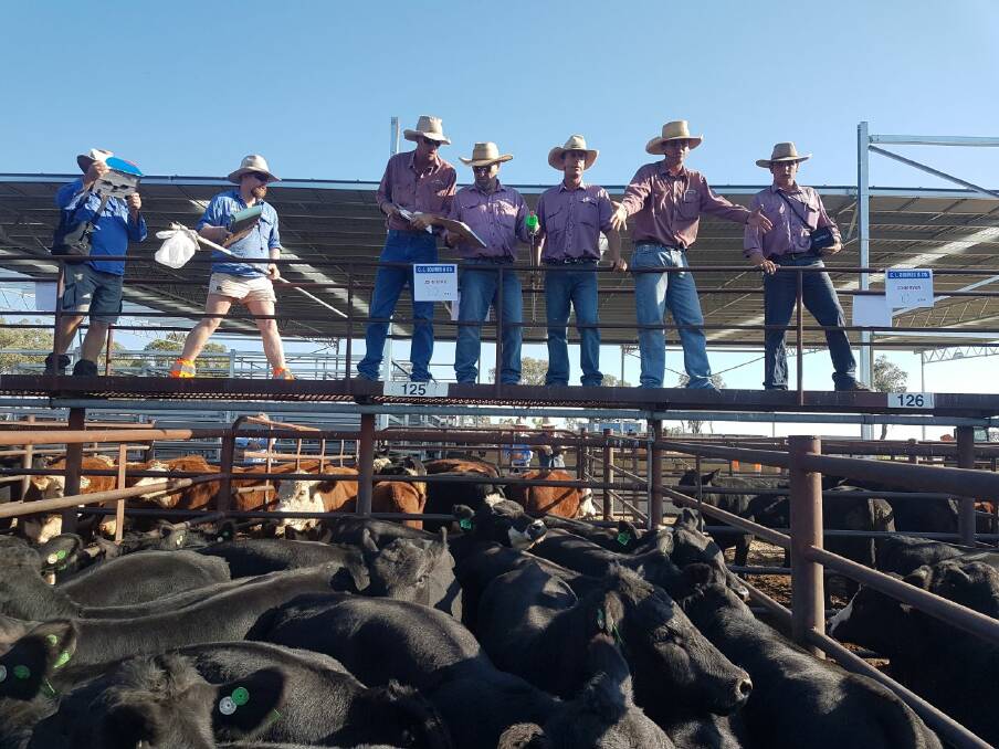 The livestock marketing team from C.L Squires and Company, Inverell, in action selling 3520 head quality weaners last Thursday. Photo: John Peden