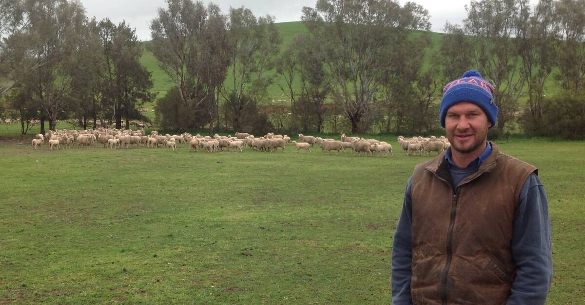 Dean Howard with a mob of twin-bearing ewes who successfully raised their lambs within the paddock shelter belts.