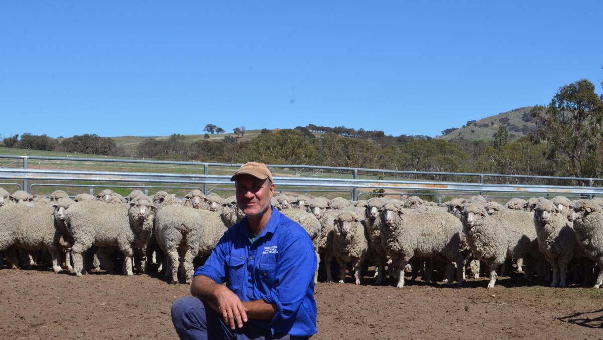 David Young with his Bundilla-blood maiden ewes on the point of shearing.
