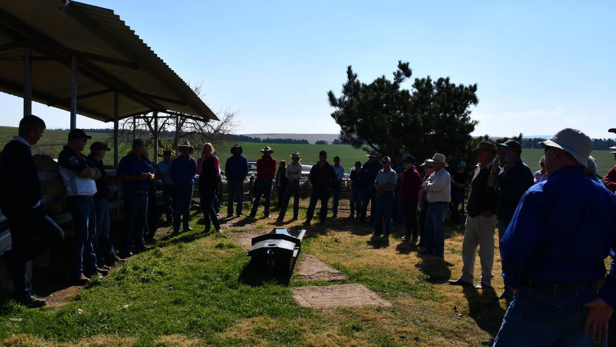 Discussing Merino sheep breeding during the second day of the 91st Berridale Merino ewe competition.
