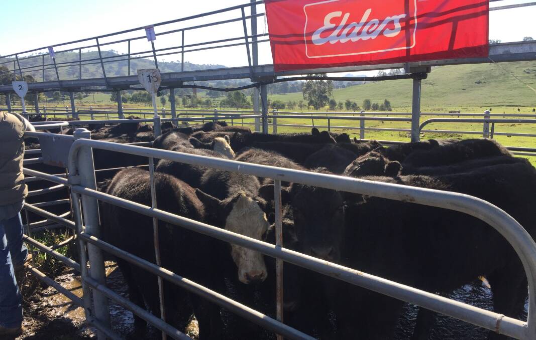 Angus weaner steers topped at $1120 at Gundagai
